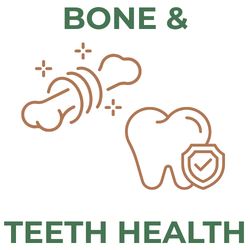 Illustration of a bone and tooth with a shield, symbolizing bone and teeth health.