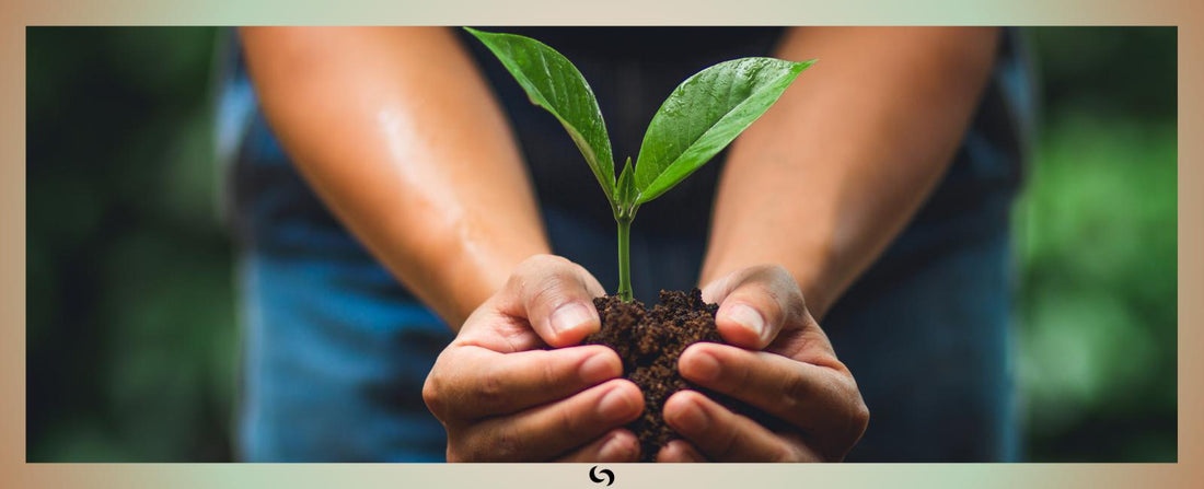 Read about Planting Fruit Trees in Corporate Social Responsibility Blog | by Sacred Remedy