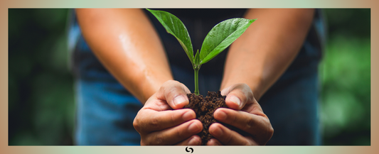 Read about Planting Fruit Trees in the Corporate Social Responsibility Blog | Sacred Remedy the UK Holistic Health & Wellness Store