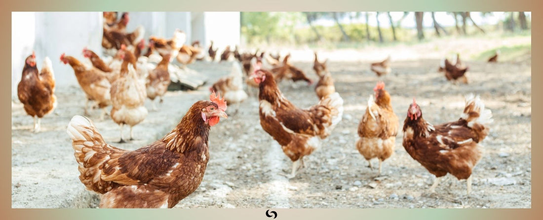 Read about Donating Chickens in the Corporate Social Responsibility Blog | Sacred Remedy the UK Holistic Health & Wellness Store