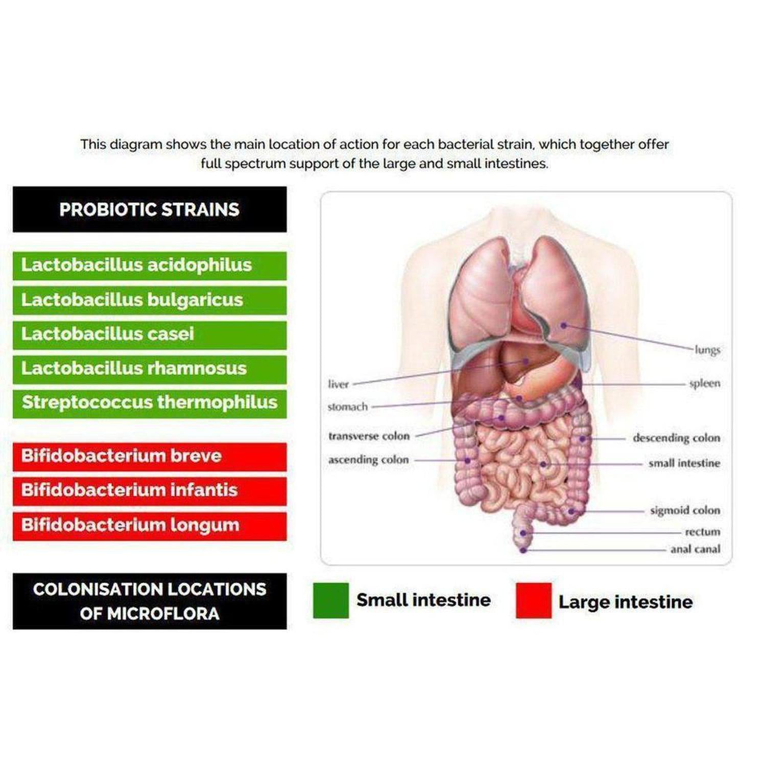 VitaBio Pro | Vegan Multi-Strain Probiotic, Practitioner Strength Supplement - VitaBio Pro: A practitioner-strength, multi-strain probiotic. 20 billion friendly bacteria & 8 strains offer full-spectrum support for a healthy gut. Buy Now at Sacred Remedy