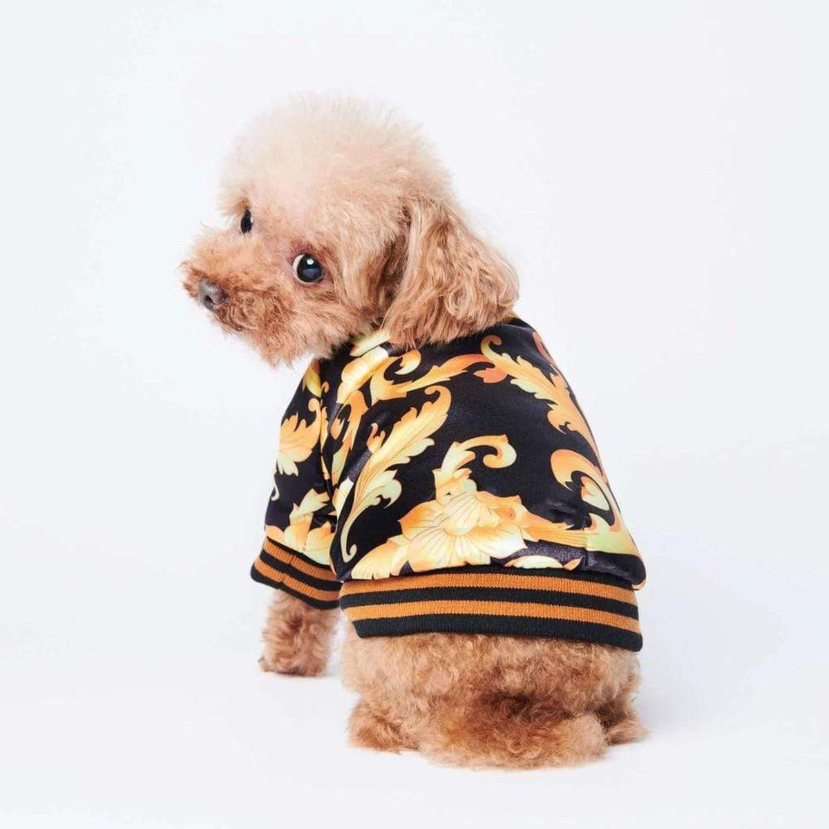 Small dog wearing a black satin bomber jacket with a gold baroque filigree print and striped ribbed knit trim.