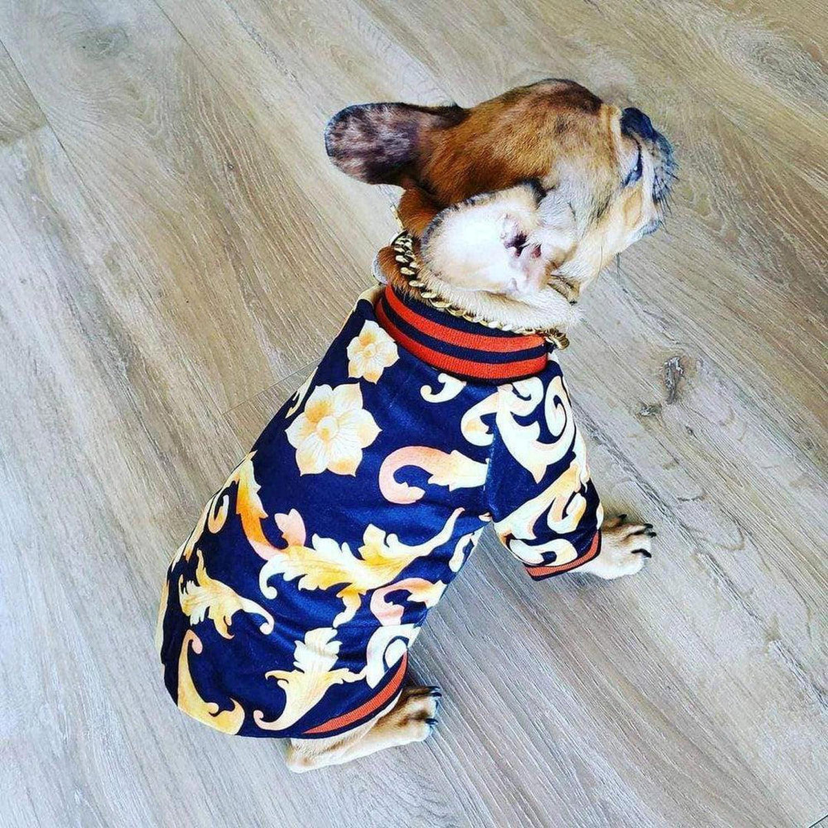 French bulldog wearing a black and gold baroque print bomber jacket with orange ribbed knit trim.